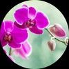 elleorchidia